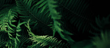 Home banner annie spratt 106643 unsplash