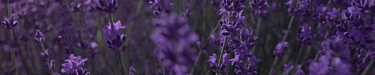 Lavender footer2