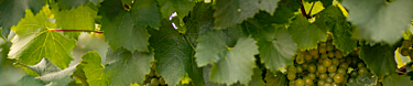 Marquette Product Footer grape vines